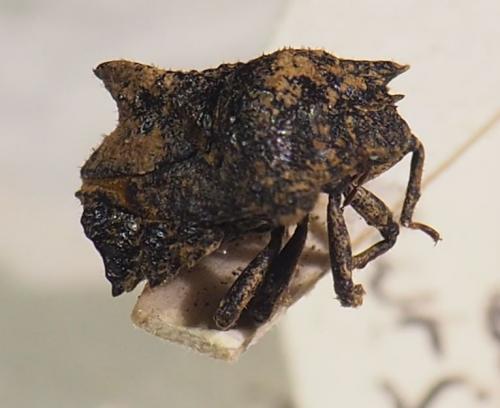 Cyrtocoris egeris